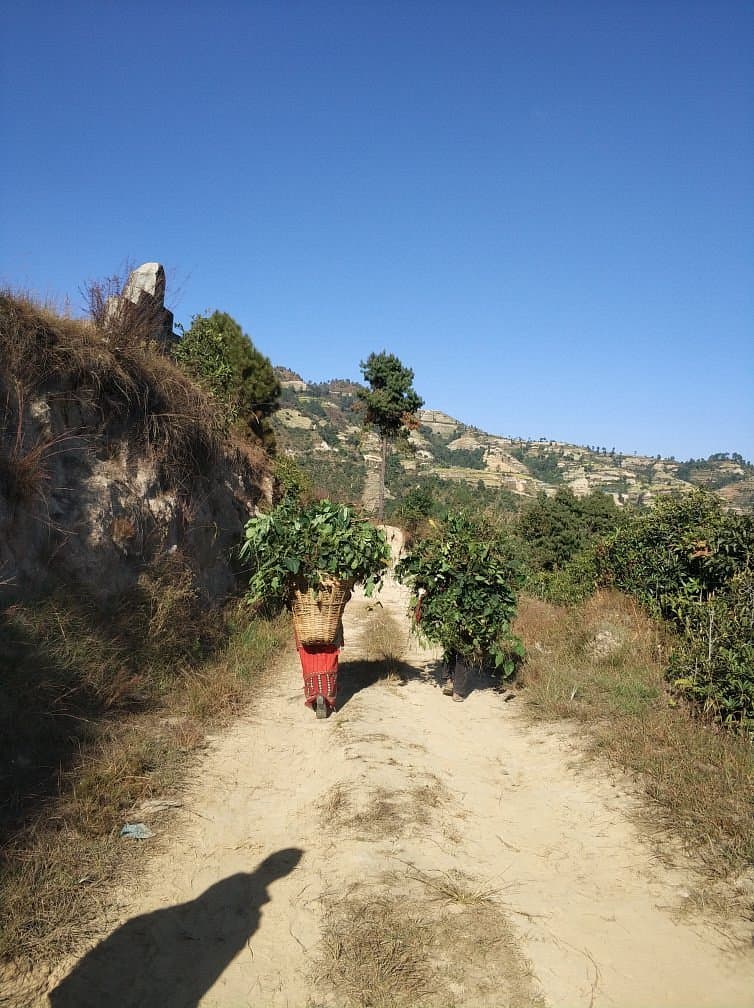 Local farmer carrying fodder on a village path near Nagarkot hiking trails, Nepal