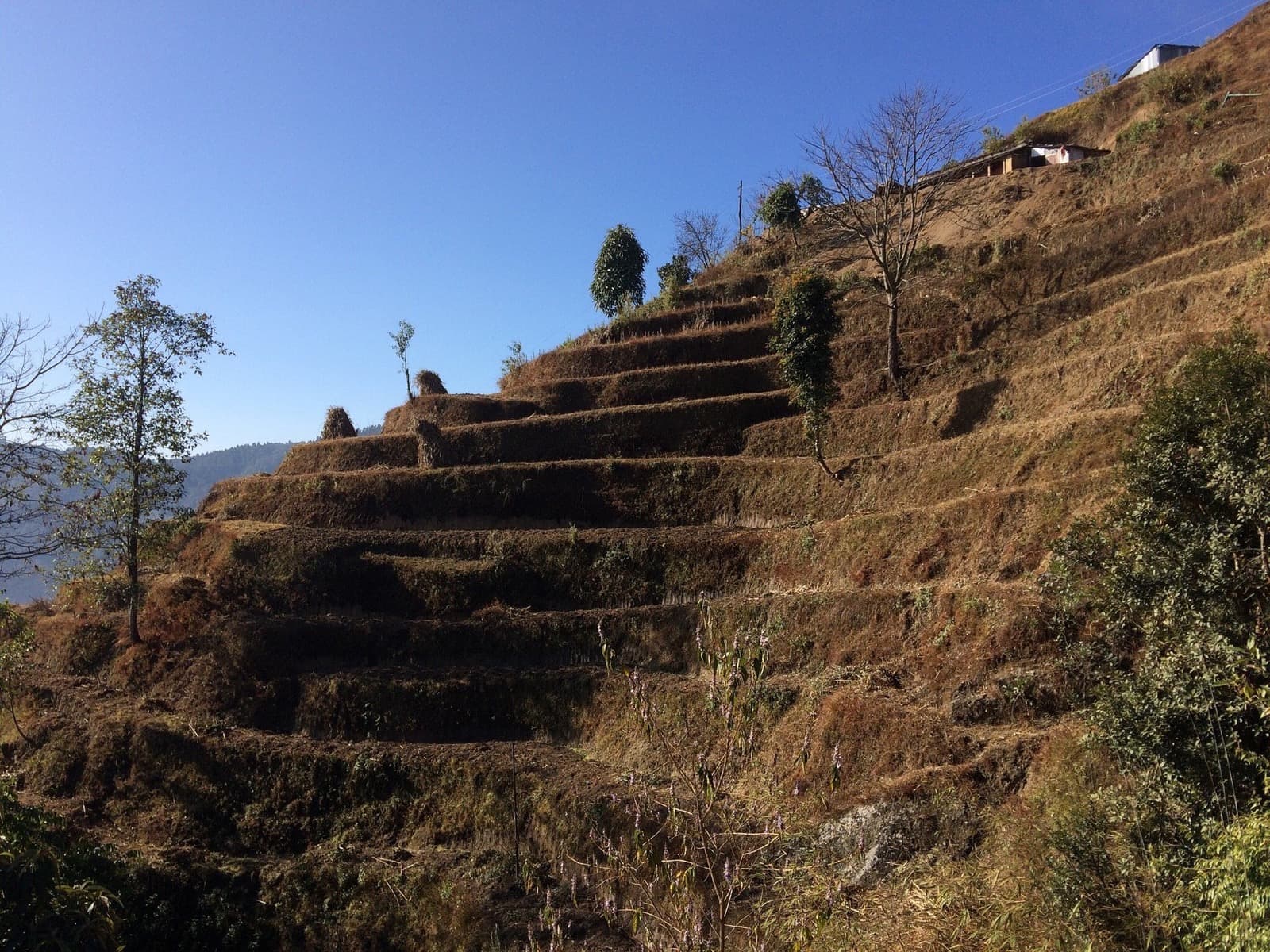Terraced mustard fields along hiking trail near Nagarkot, Kathmandu Valley Nepal