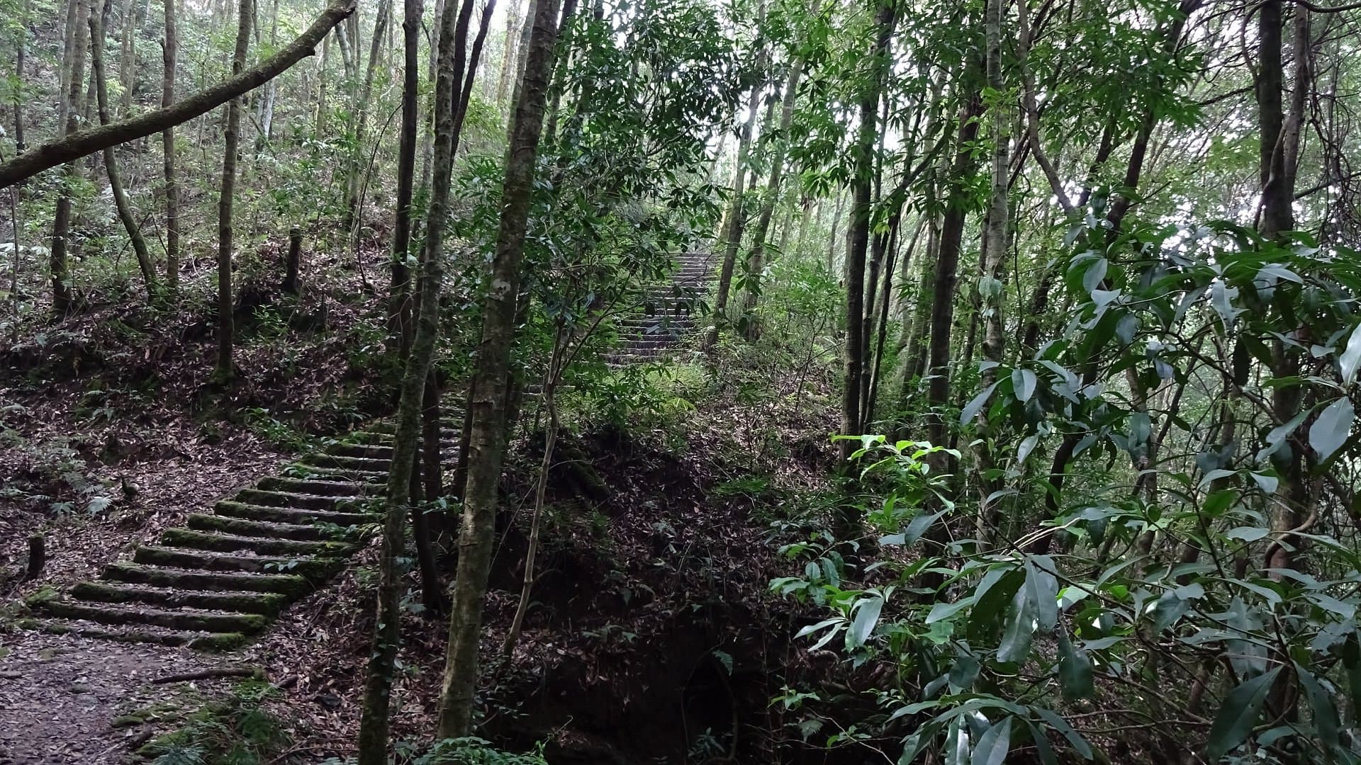 Nagarkot Panoramic Hiking route through pine forest near the ridge