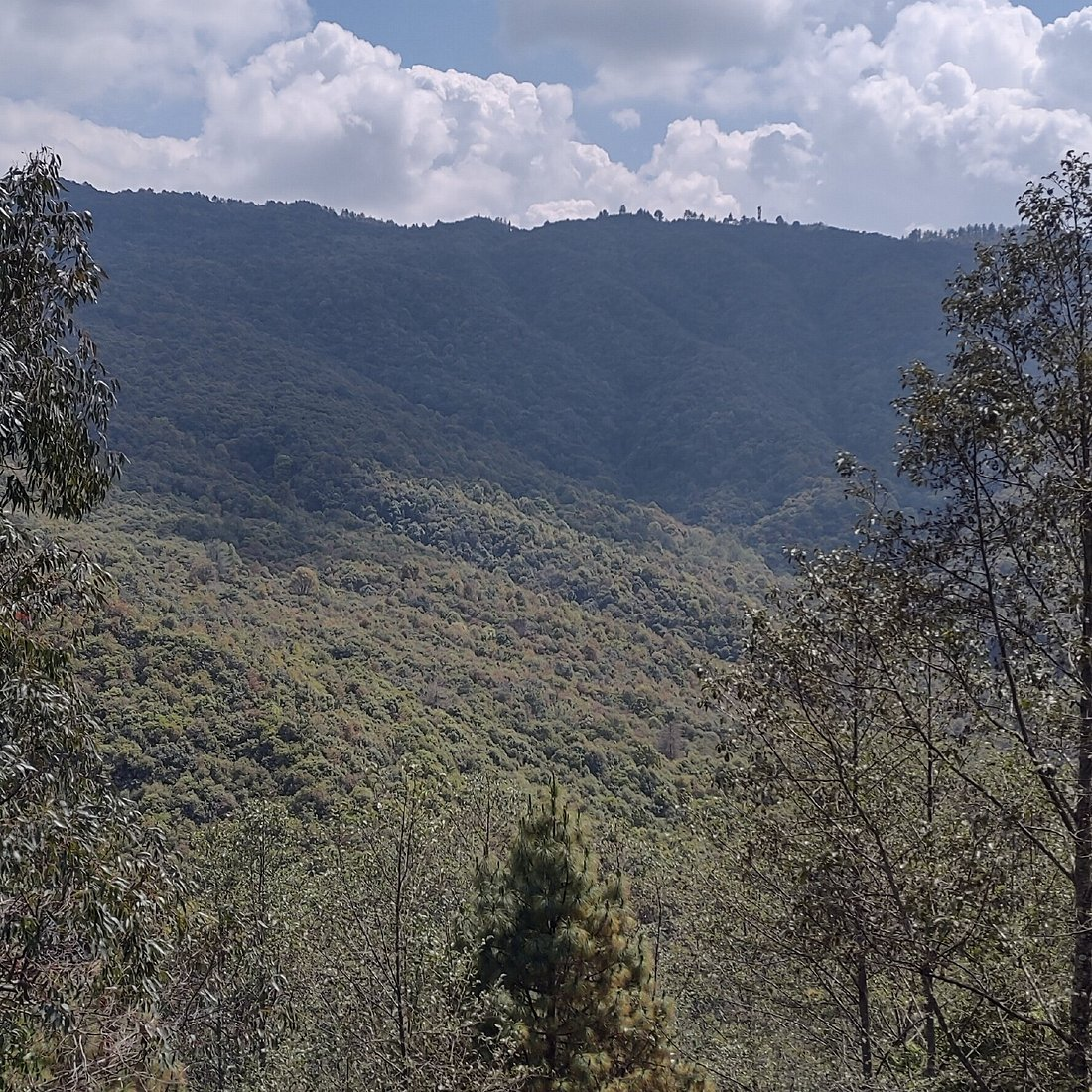 Pine forest section on the Nagarkot Panoramic Hiking Trail